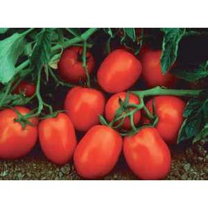 Чіблі F1 - томат детермінантний, 2500 насіння, Syngenta (Сингента), Голландія фото, цiна